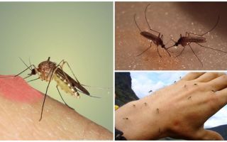 Varför gör myggor i naturen