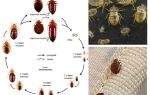 Hur många sängbuggar lever utan mat
