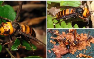Stora Hornets: Jätteasiatiska och Svarta Hornets