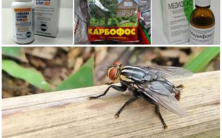 Vad är gadflies och gadflies rädda för, en översyn av organen
