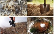 Hur man får myror ut ur trädgården folkmekanismer