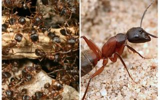 Skogsröda myror