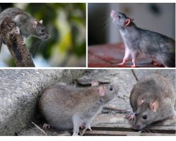Hur många år har råttor bott
