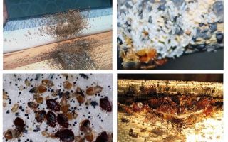 Hur man självständigt hittar ett bo på bedbugs i lägenheten