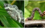 Beskrivning, namn och foto av olika typer av larver