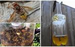 Hemmagjorda fällor för hornetter och häftor