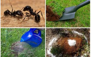 Hur bli av med myror i trädgården folkmekanismer