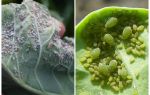 Hur och vad man ska behandla bladlus på kål