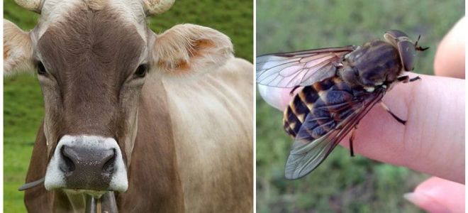 Hur man behandlar en ko från gadflies och gadflies hemma