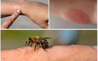 Allergisk reaktion på biet, vad man ska göra
