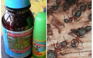 Betydar sommaren bosatt från myror