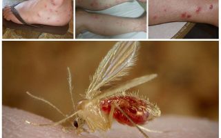Beskrivning och bilder av myggor
