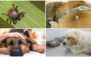 Symtom och behandling av piroplasmos hos hundar