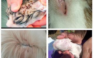 Vilka kattloppor ser ut, symptom och behandling