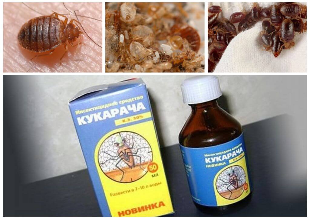 Cucaracha botemedel mot bedbugs-1