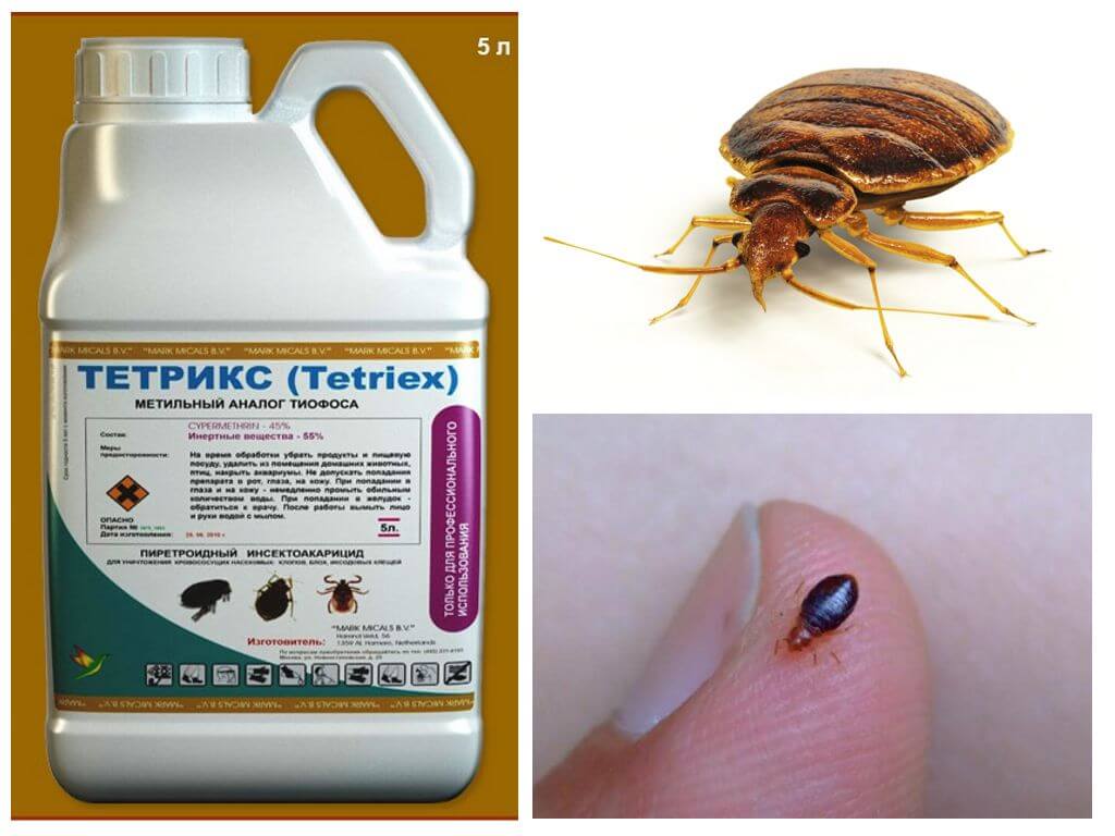 Tetriks från bedbugs