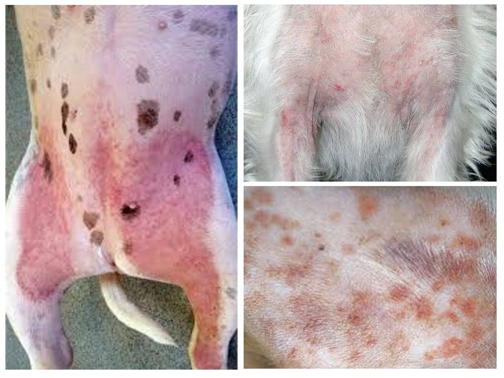 Atopisk dermatit hos hundar
