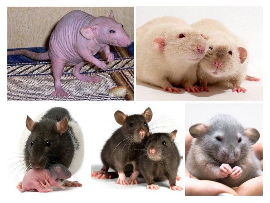 Dekorativa råttor
