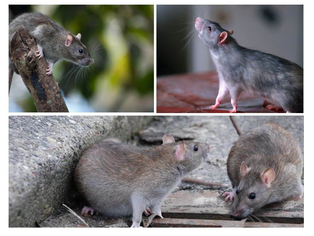 Vilda råttor