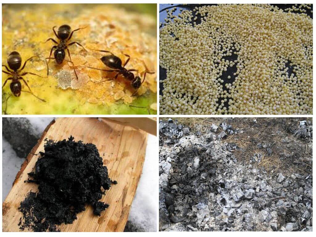 Folk recept från myror