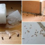 Myror i huset