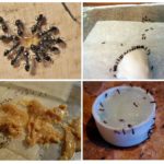 Giftigt bete för myrorna