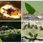 Myrans fördelar och skador