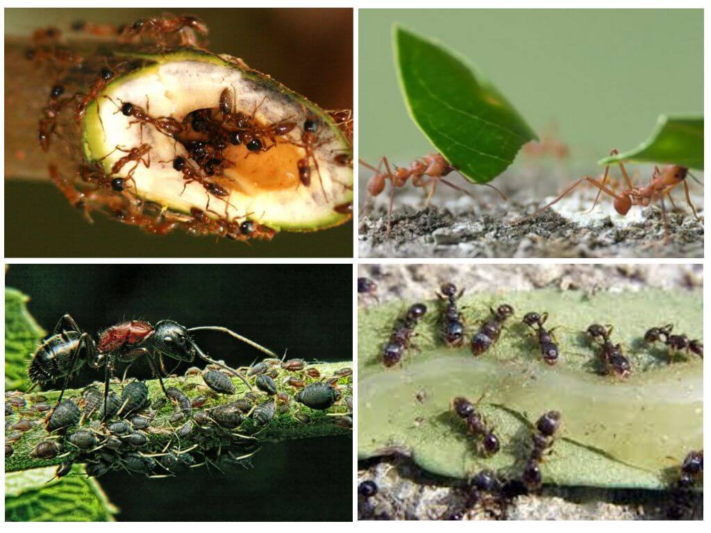 Myrans fördelar och skador