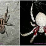 Spindlar Australien