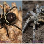 Spindlar på Krim